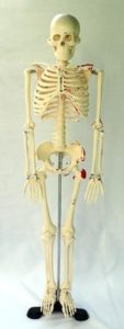 skelettb